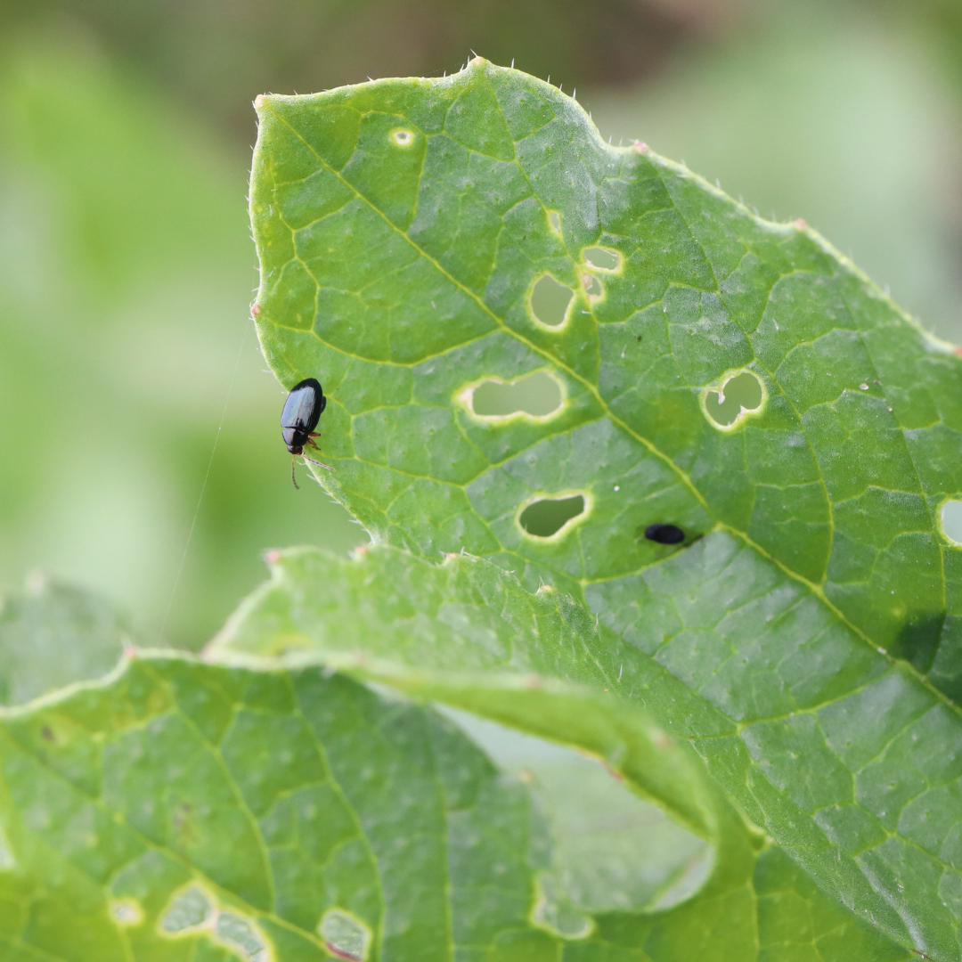 Dealing with Flea Beetles