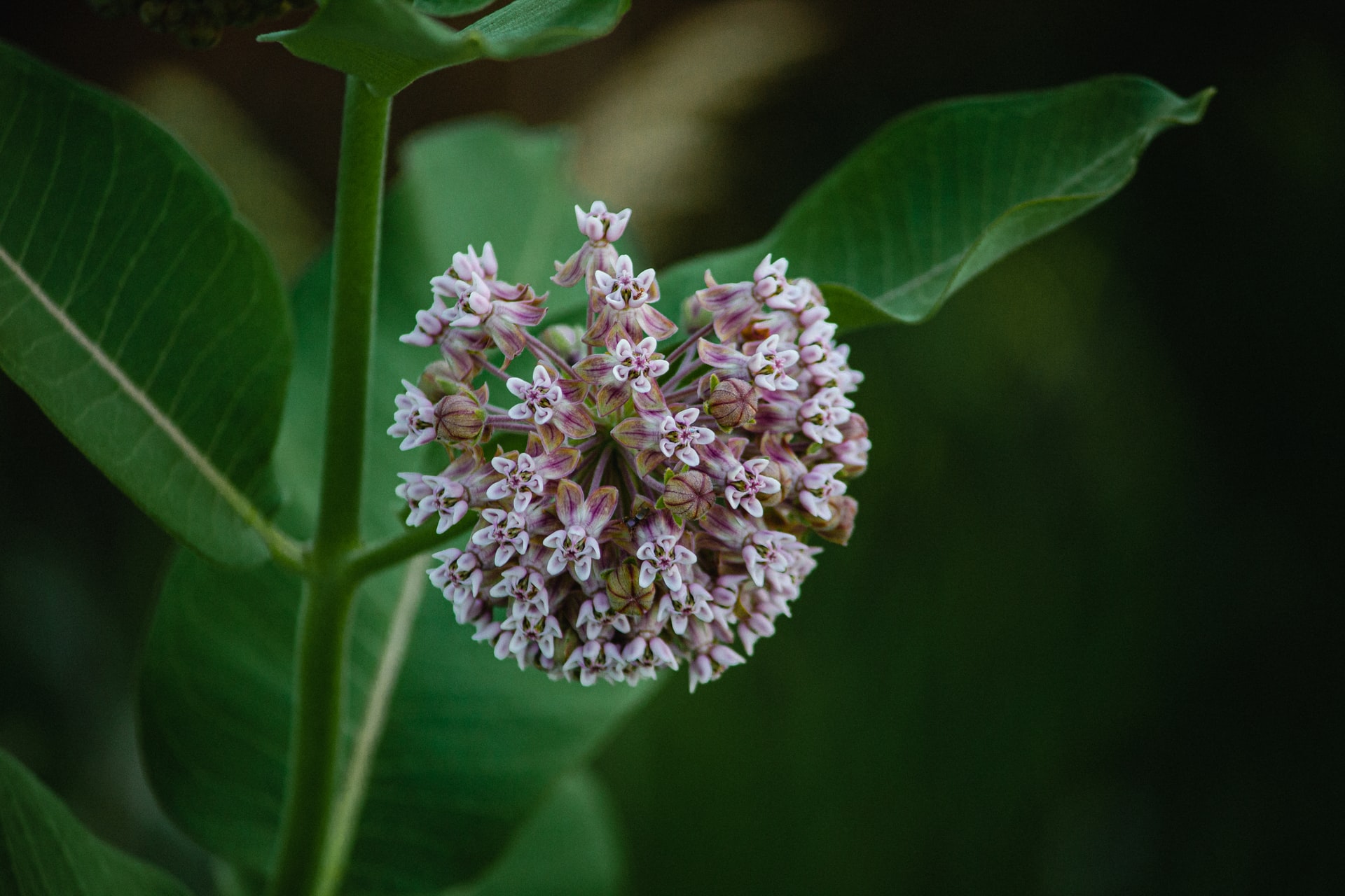 Creating a Paradise for Pollinators