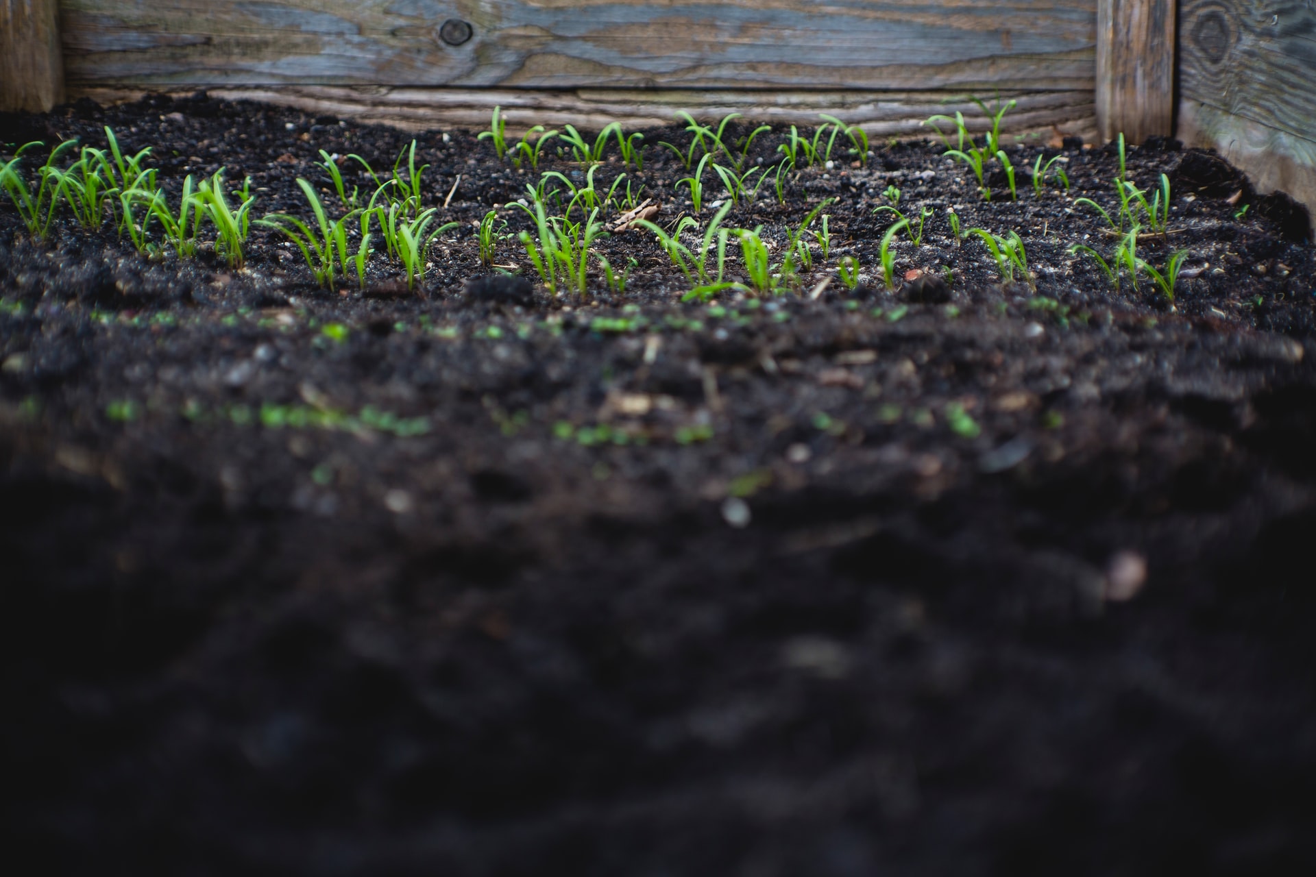 Purchase your cover crop seeds, compost and garlic for fall!