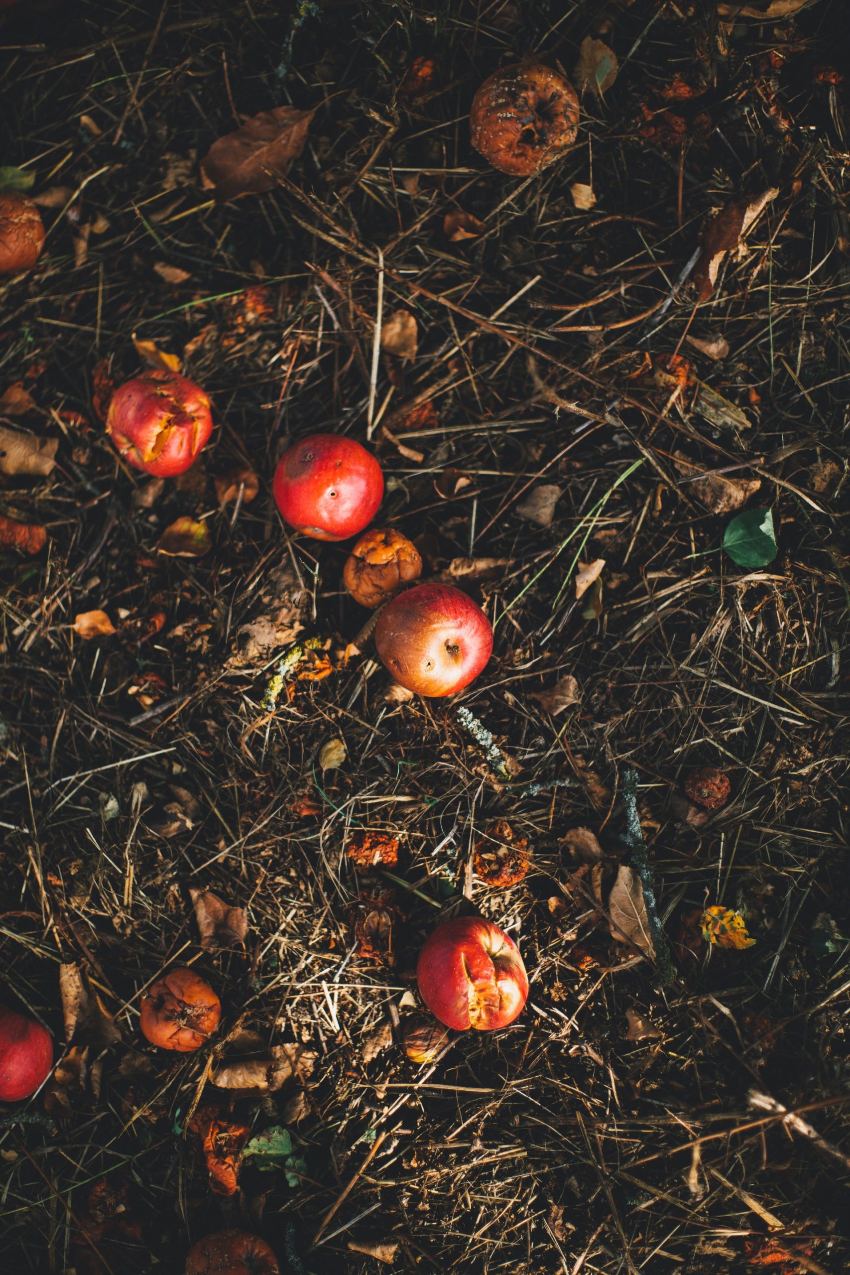 The Garden in October