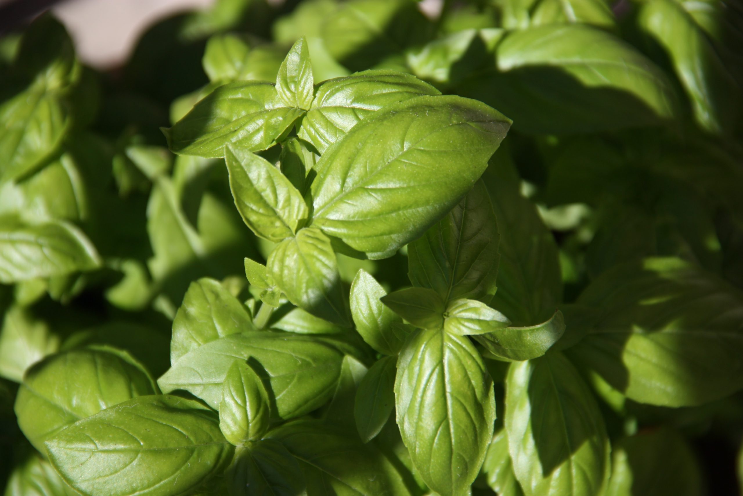 Fall Basil Pesto Recipe