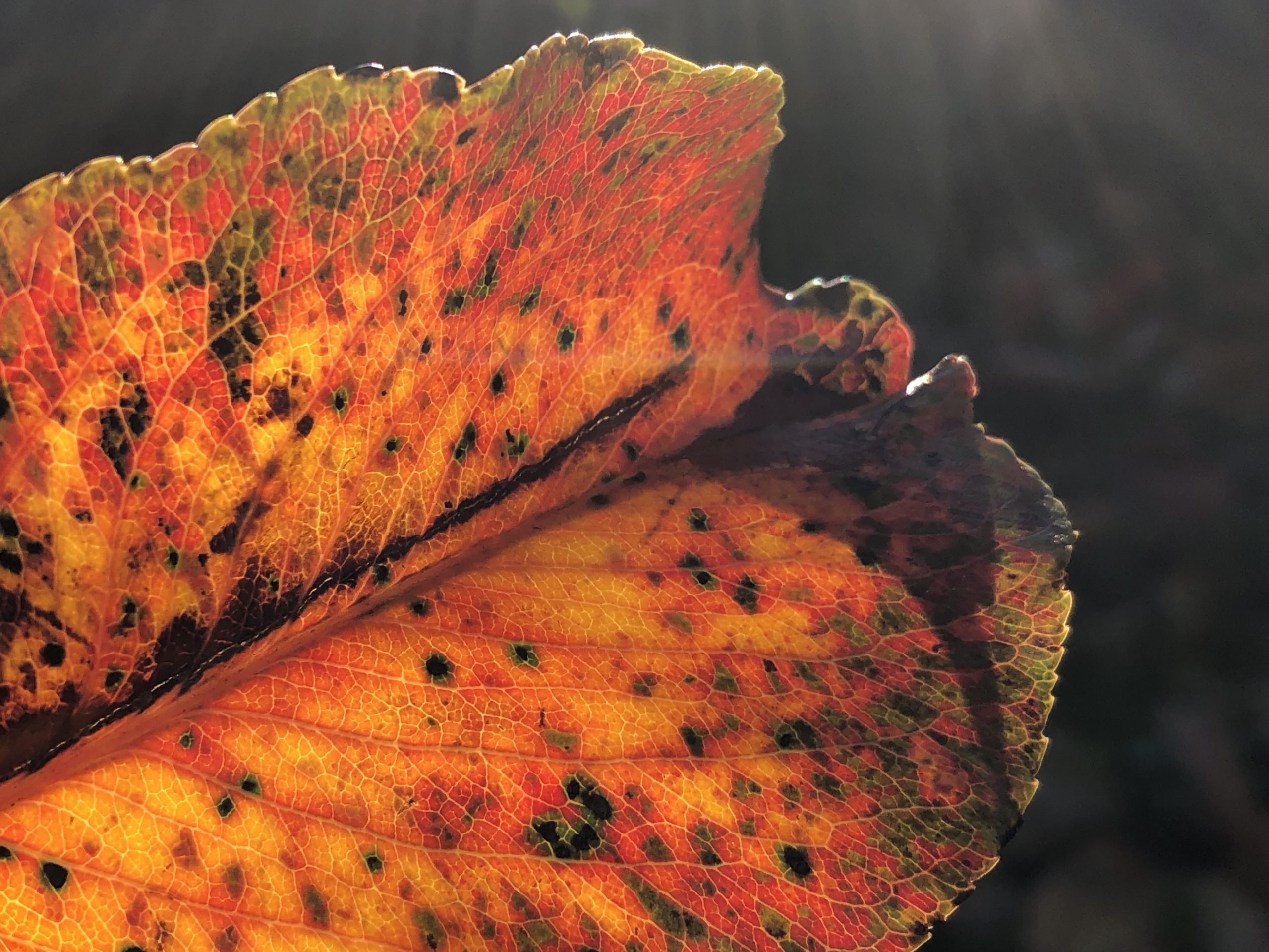 Healing Oppression, Honoring Ancestors, and Watching the Leaves Change