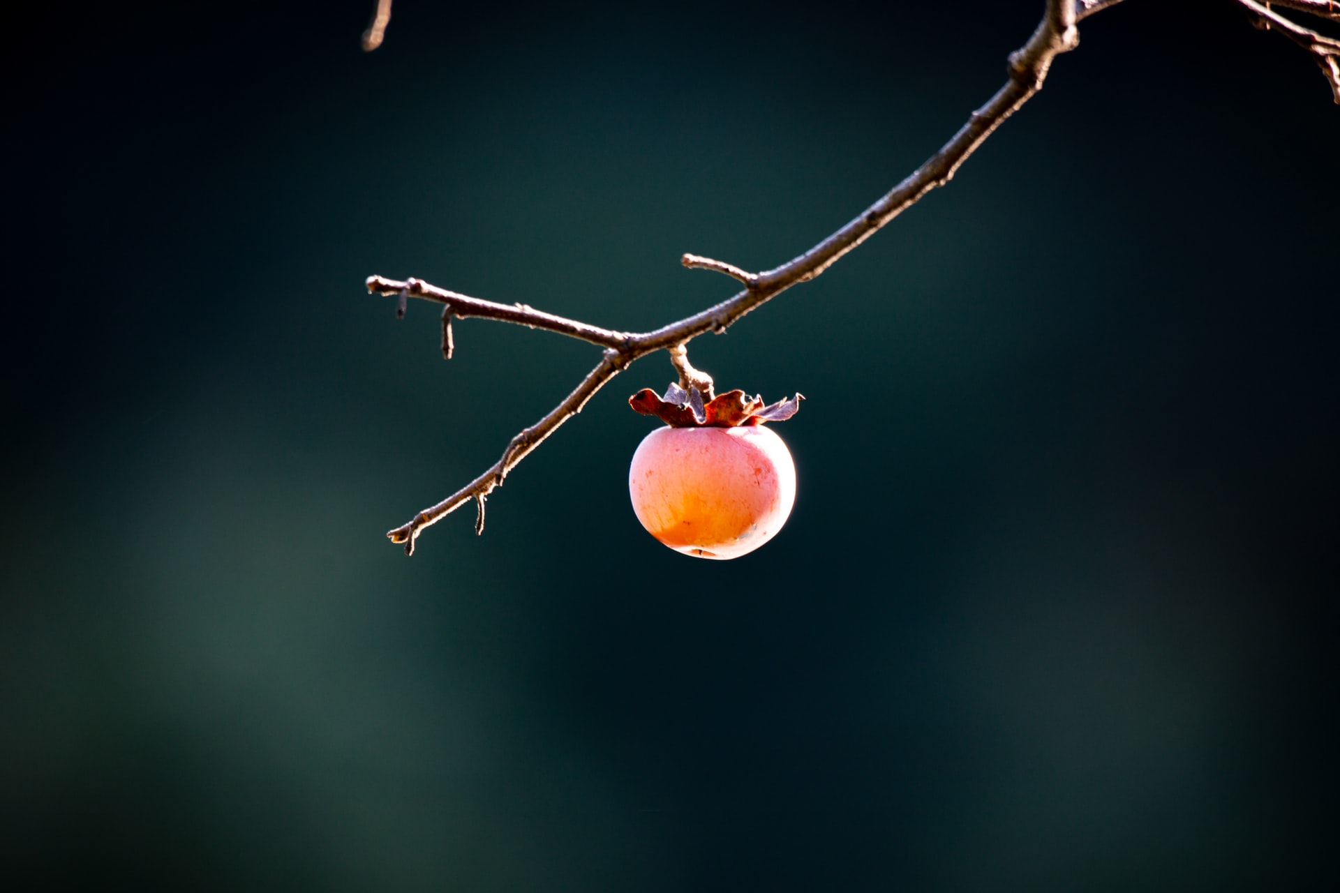 Persimmons, Squirrels, and Noticing My Entitlement