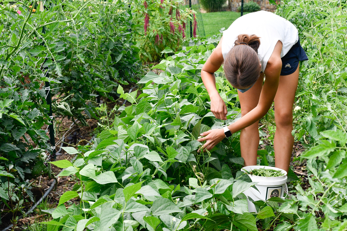 Guía para la siembra de plantas compañeras