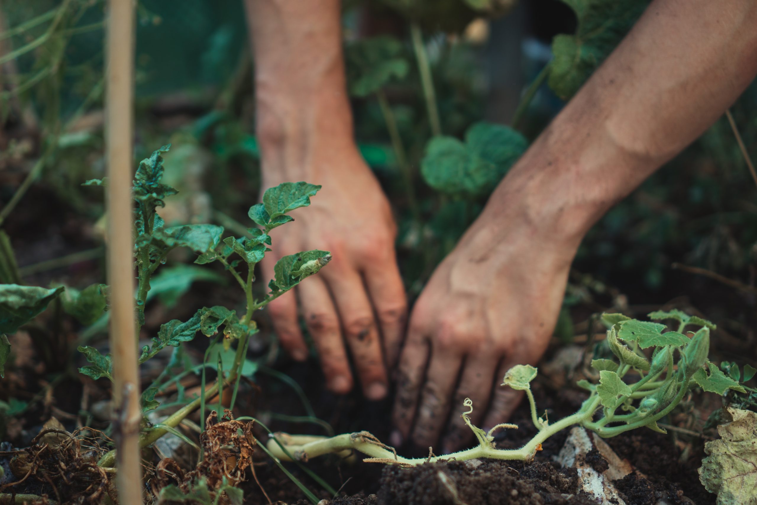 Consejos para una jardinería exitosa en Colorado