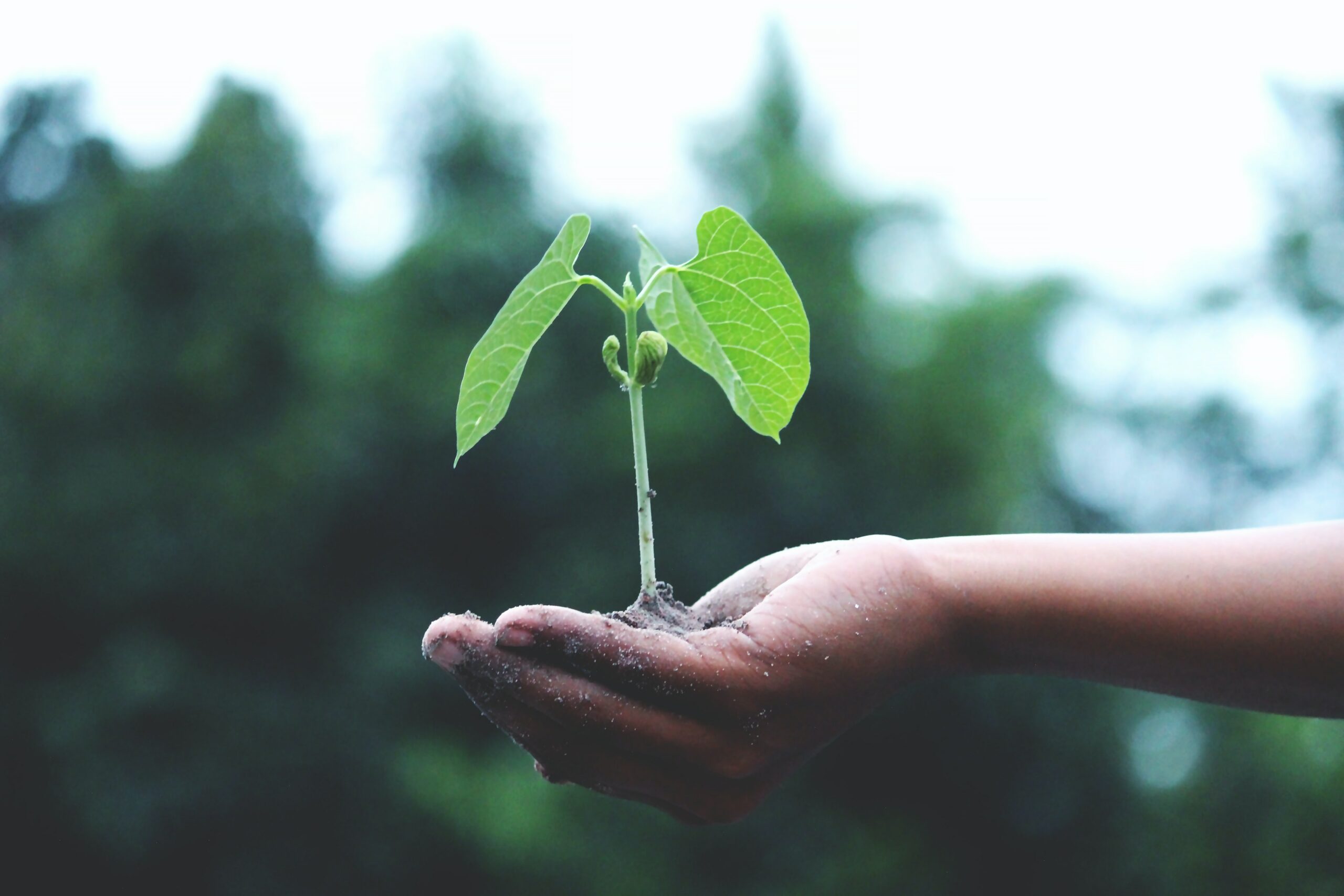 Small seedling in hand