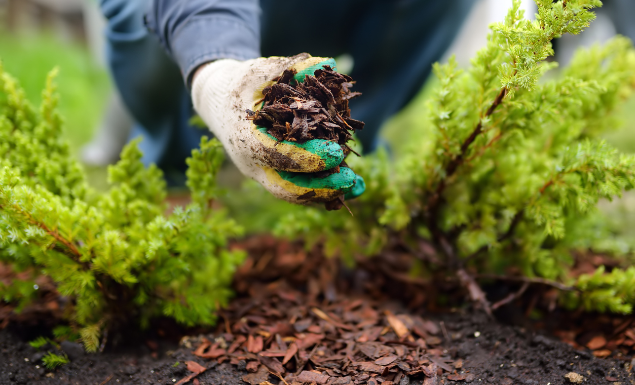 Fechas seguras para plantar hortalizas en Denver