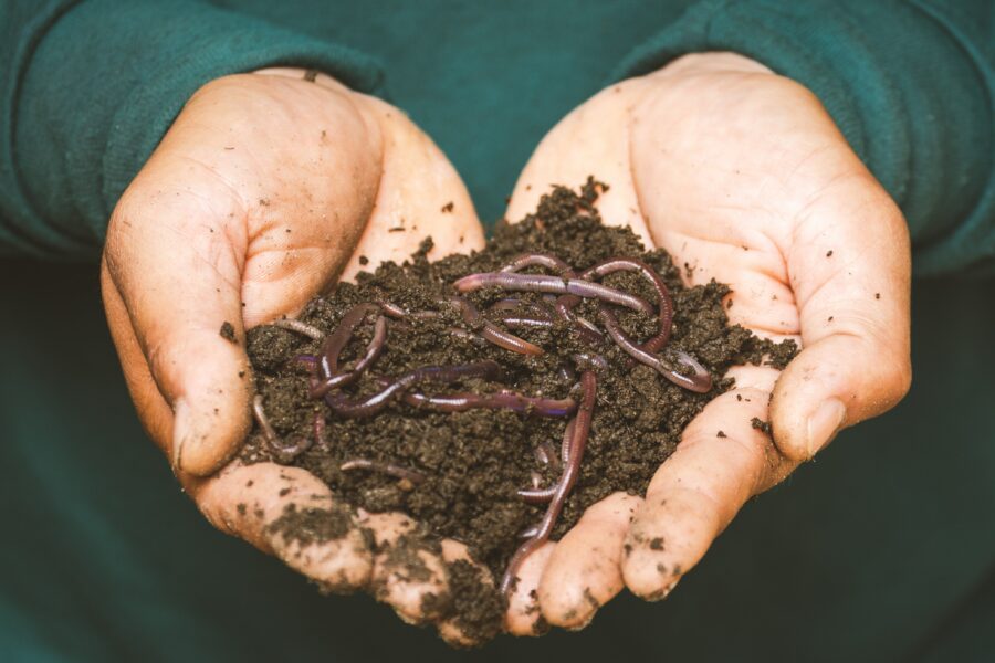 Hands holding a handful of dirt with red wriggler worms