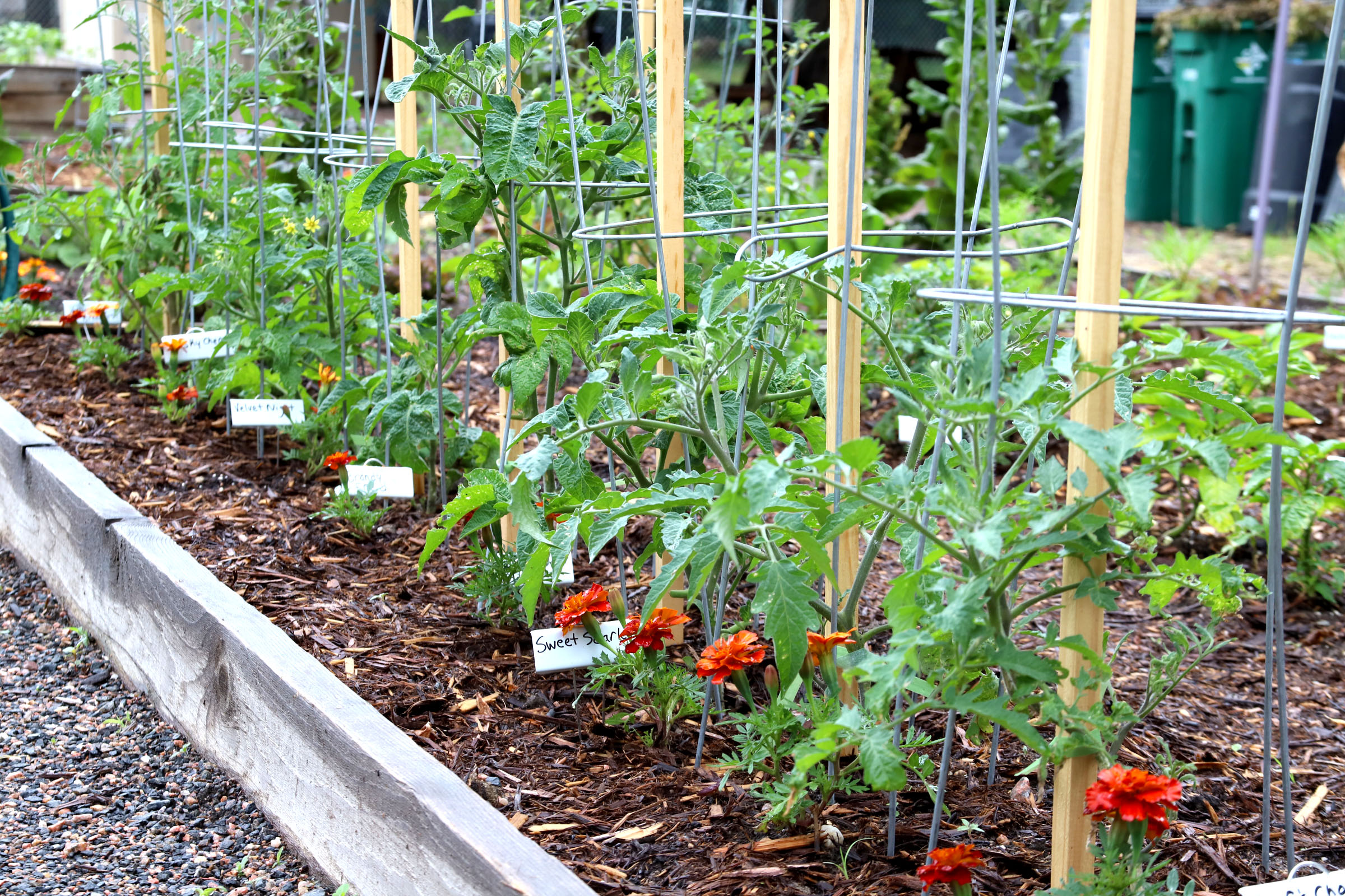 El verano es el momento para planificar su jardín de otoño