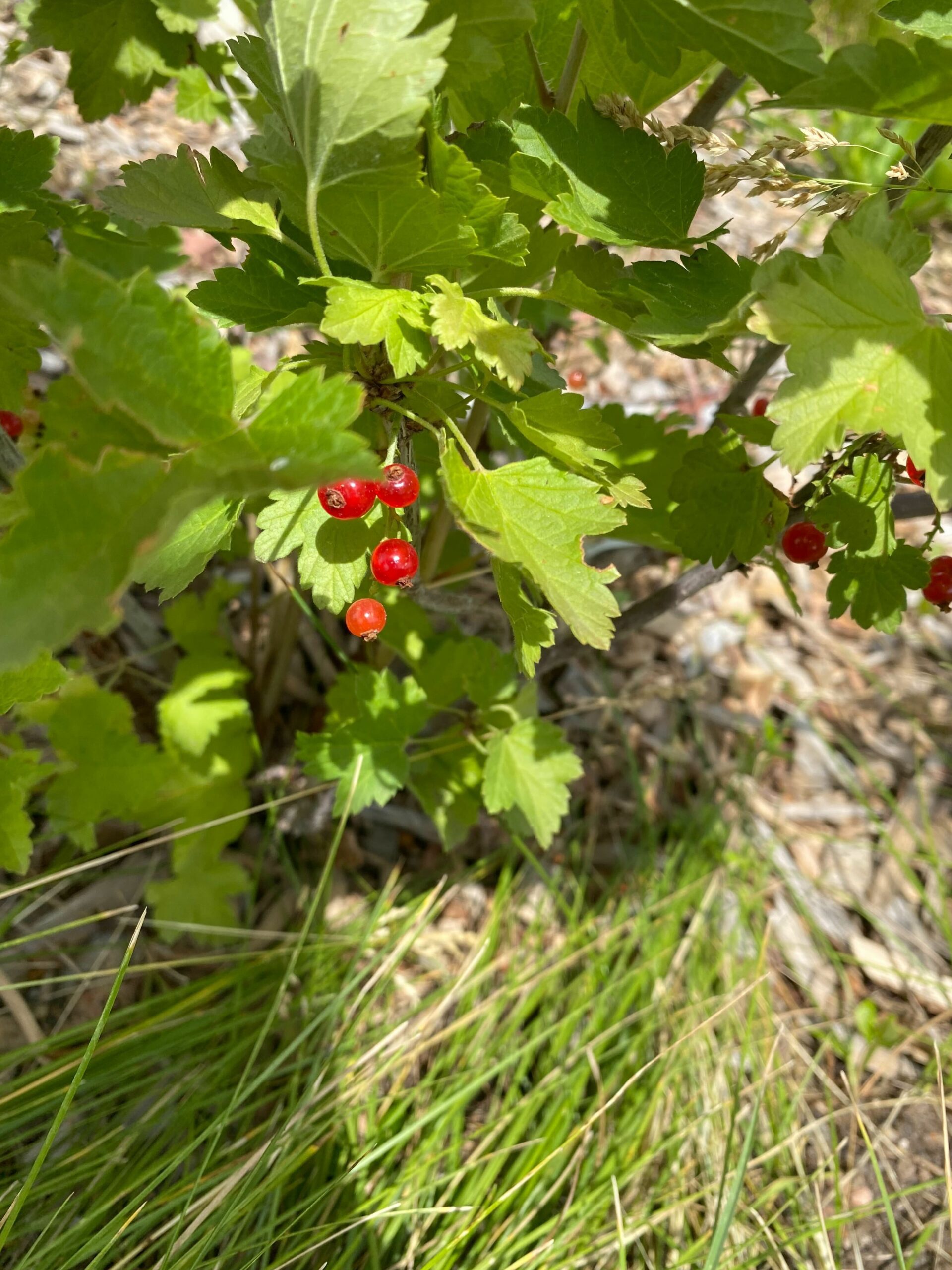 Food Forests Progress: We are Starting to See the Fruits