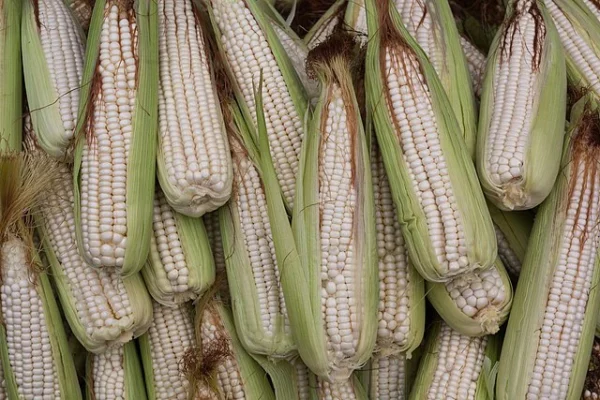 20 - Corn (Concha White) (1)