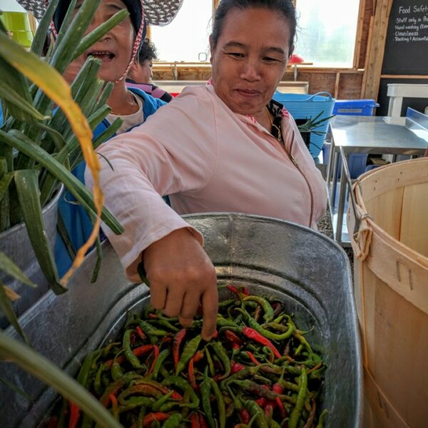 2016-DeLaney-Picking-out-hot-peppers